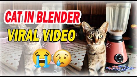 catinblender|To everyone who saw the Cat Blender Video, why did you seek。